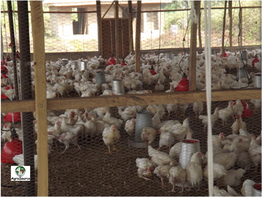 agrosource broilers 